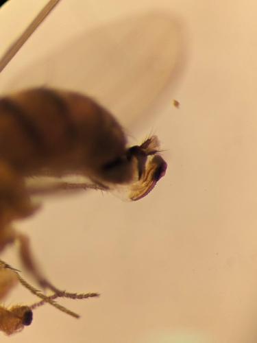 Drosophila suzukii